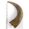 Image 9 : Single Buffalo Horn