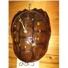 Image 2 : TURTLE SHELL CLOCK, 10"