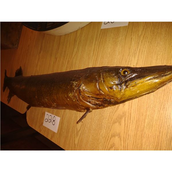 TAXIDERMY MUSKIE, 53" LONG