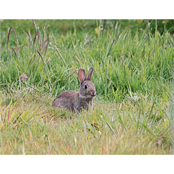 Rabbit Hunt