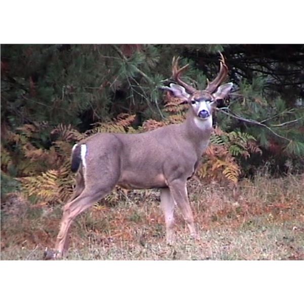 Deer Hunt with Ed Shelby of Shelby's Trophy Guide Service