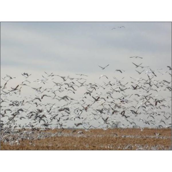 Canadian Snow Goose Hunt