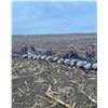 Image 1 : Goose Hunt - Echternkamp Guide Service