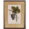 Image 1 : EARLY BOTANICAL ENGRAVING 13 1/2" x 9 1/4"