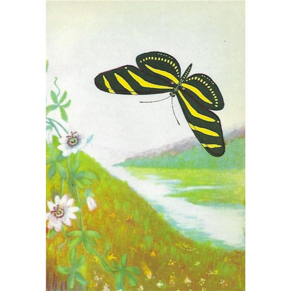 1920's Zebra Butterfly Color Lithograph Print