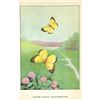 Image 2 : 1920's Clouded Sulphur Butterfly Color Lithograph Print