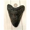 Image 2 : Large Size Prehistoric Megalodon Shark's Tooth Fossil