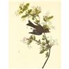 Image 1 : c1946 Audubon Print, #115 Wood Pewee