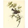 Image 2 : c1946 Audubon Print, #115 Wood Pewee