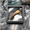 Image 1 : Rare Prehistoric Zarafasaura Dinosaur Tooth