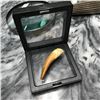 Image 2 : Rare Prehistoric Zarafasaura Dinosaur Tooth