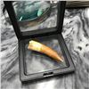 Image 3 : Rare Prehistoric Zarafasaura Dinosaur Tooth