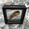 Image 4 : Rare Prehistoric Zarafasaura Dinosaur Tooth