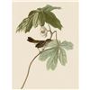 Image 1 : c1946 Audubon Print, #64 Swamp Sparrow