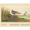 Image 2 : c1946 Audubon Print, #329 Yellow Rail
