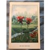 Image 2 : 1920's Bee Balm Color Lithograph