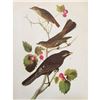 Image 1 : c1946 Audubon Print, #419 Thrush, Solitaire & Jay