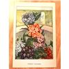 Image 2 : 1920's Verbena Color Lithograph Print