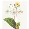 Image 1 : After Pierre-Jospeh Redoute, Floral Print, #137 Gloxinie var. (Gloxinia)
