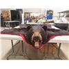 Image 1 : Bear Rug 75"x 77"