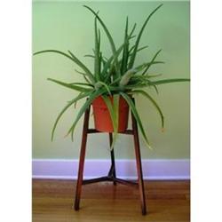 Fold-Up Oak Plant Stand #2188869