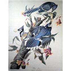 Blue Jays Audubon Litho-Reproduction #2204149