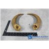Image 1 : Cattle Horns