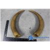 Image 2 : Cattle Horns