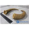 Image 3 : Cattle Horns