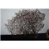Image 2 : GLASS FISHING FLOAT W/NETTING & BLACK SEA FAN CORAL BRANCH (2 PCS)