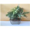 Image 2 : Qty 3 Artificial Plants in Pots