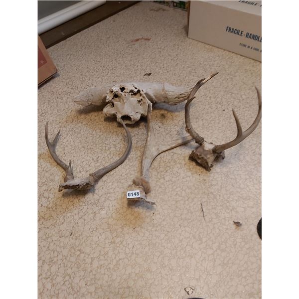 Skull and antlers