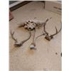 Image 1 : Skull and antlers