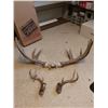 Image 1 : Antlers (large, 34" W)