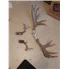 Image 2 : Antlers (large, 34" W)