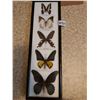 Image 2 : Assorted butterfly nets, display butterflies