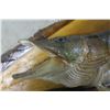 Image 2 : Pike on Wood Base Wall Mount Taxedermy