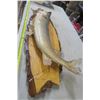 Image 4 : Pike on Wood Base Wall Mount Taxedermy
