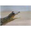 Image 11 : Baby Alligator Taxidermy