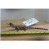 Image 1 : Baby Alligator Taxidermy
