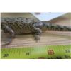 Image 7 : Baby Alligator Taxidermy