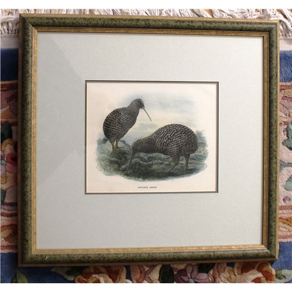 APTERYX OWENI. “Little Spotted Kiwi”  Framed to Conservation Standards, Clear. Signed and is 2 of 5.