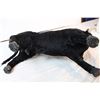 Image 3 : Plastic and felt Bull