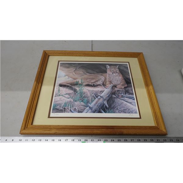 herbert piki cougar print in frame with certificate (18.5" x22.5")