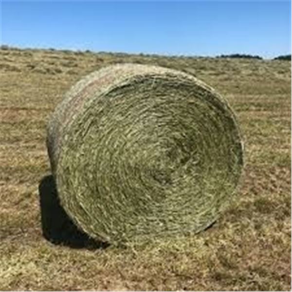 One 1,300 lb Round Bale of Good Quality Horse Hay