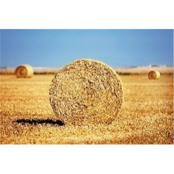 Eight 1,000 lb Straw Bales
