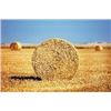Image 1 : Eight 1,000 lb Straw Bales