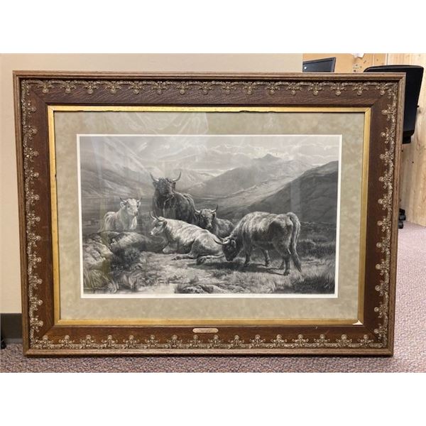 Framed Scotch Cattle Print