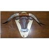 Image 1 : Engraved Longhorns