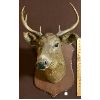 Image 1 : MOUNTED DEER HEAD - 21IN X 28IN